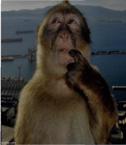 thinking monkey | image tagged in thinking monkey | made w/ Imgflip meme maker