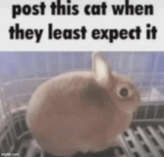 post this cat when they least expect it | image tagged in post this cat when they least expect it | made w/ Imgflip meme maker