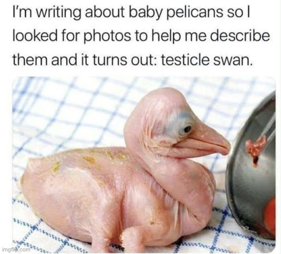 What Swan? | image tagged in swan,pelican,testicles | made w/ Imgflip meme maker