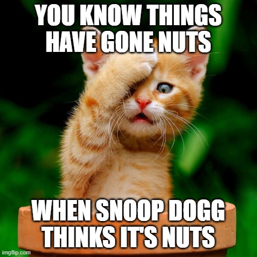 Cat face palm  | YOU KNOW THINGS HAVE GONE NUTS WHEN SNOOP DOGG THINKS IT'S NUTS | image tagged in cat face palm | made w/ Imgflip meme maker