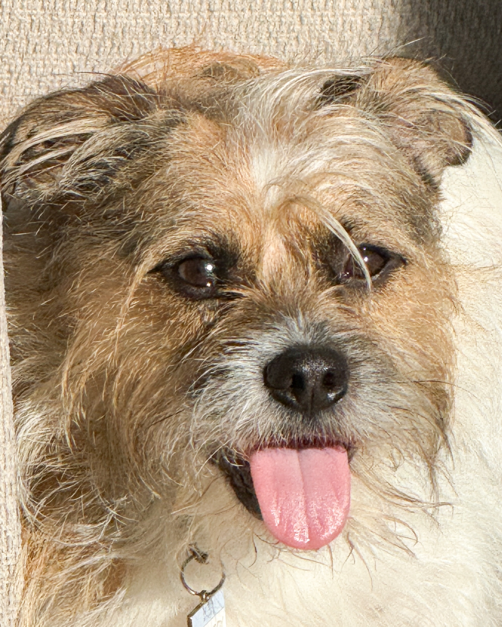 cutedog Blank Meme Template