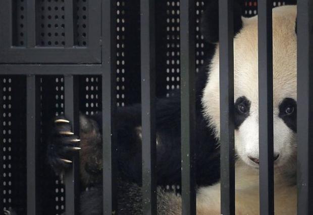 panda jail Blank Meme Template