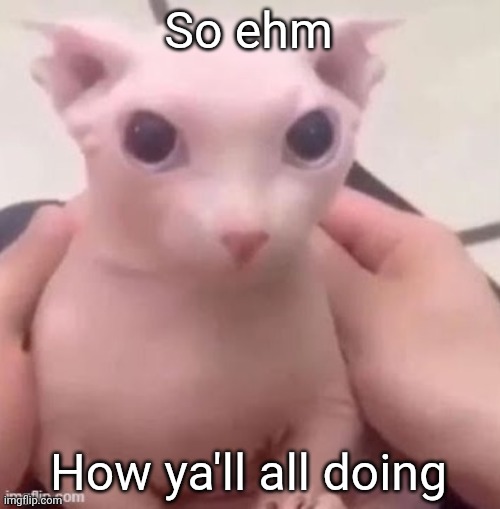 Bro I'm tired af | So ehm; How ya'll all doing | image tagged in bingus | made w/ Imgflip meme maker
