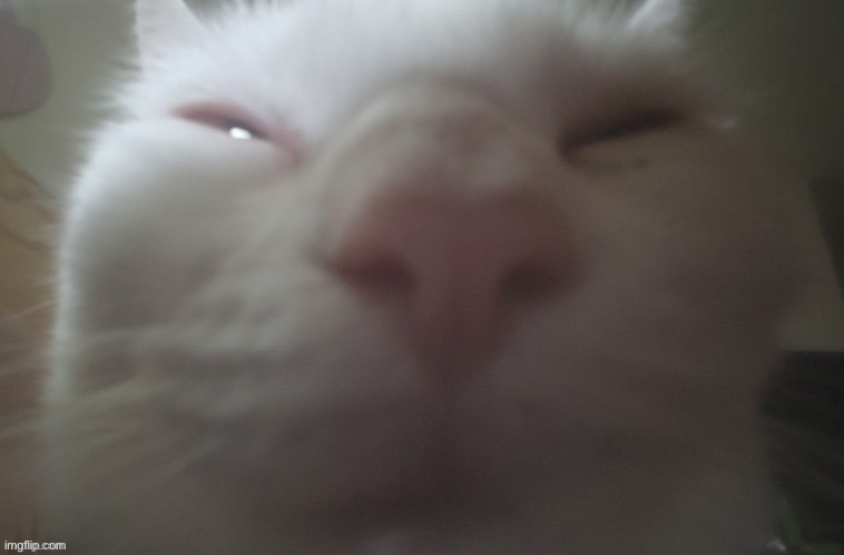 whuh??? | image tagged in whuh | made w/ Imgflip meme maker