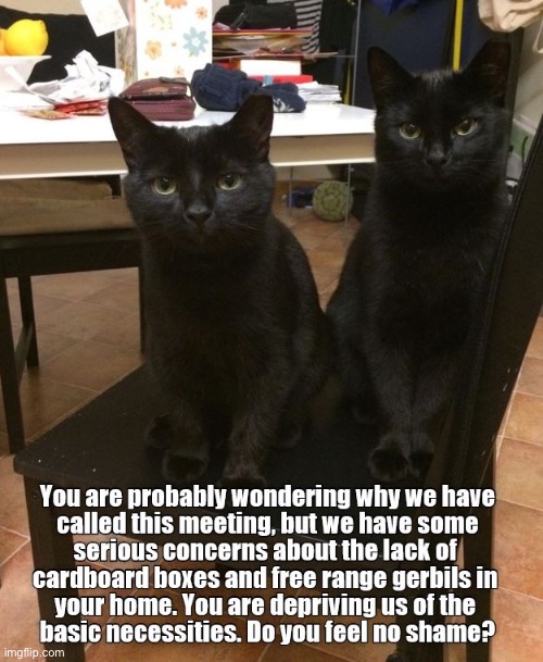 No Shame? | image tagged in cats,funny cat memes,shameless,board room meeting,critics,complaint | made w/ Imgflip meme maker