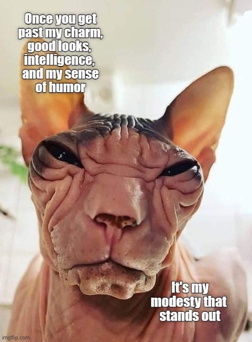 Mah Good Looks | image tagged in cats,funny cats,ugly face,bald,hilarious,funny memes | made w/ Imgflip meme maker