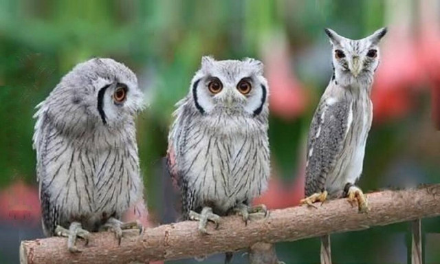 white-faced owl meme Blank Meme Template