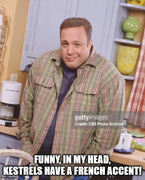 Kevin James | FUNNY, IN MY HEAD, KESTRELS HAVE A FRENCH ACCENT! | image tagged in kevin james | made w/ Imgflip meme maker