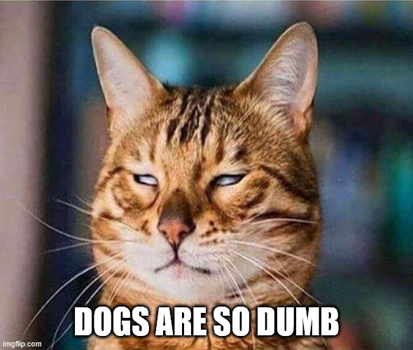 that face you make eyeroll cat | DOGS ARE SO DUMB | image tagged in that face you make eyeroll cat | made w/ Imgflip meme maker