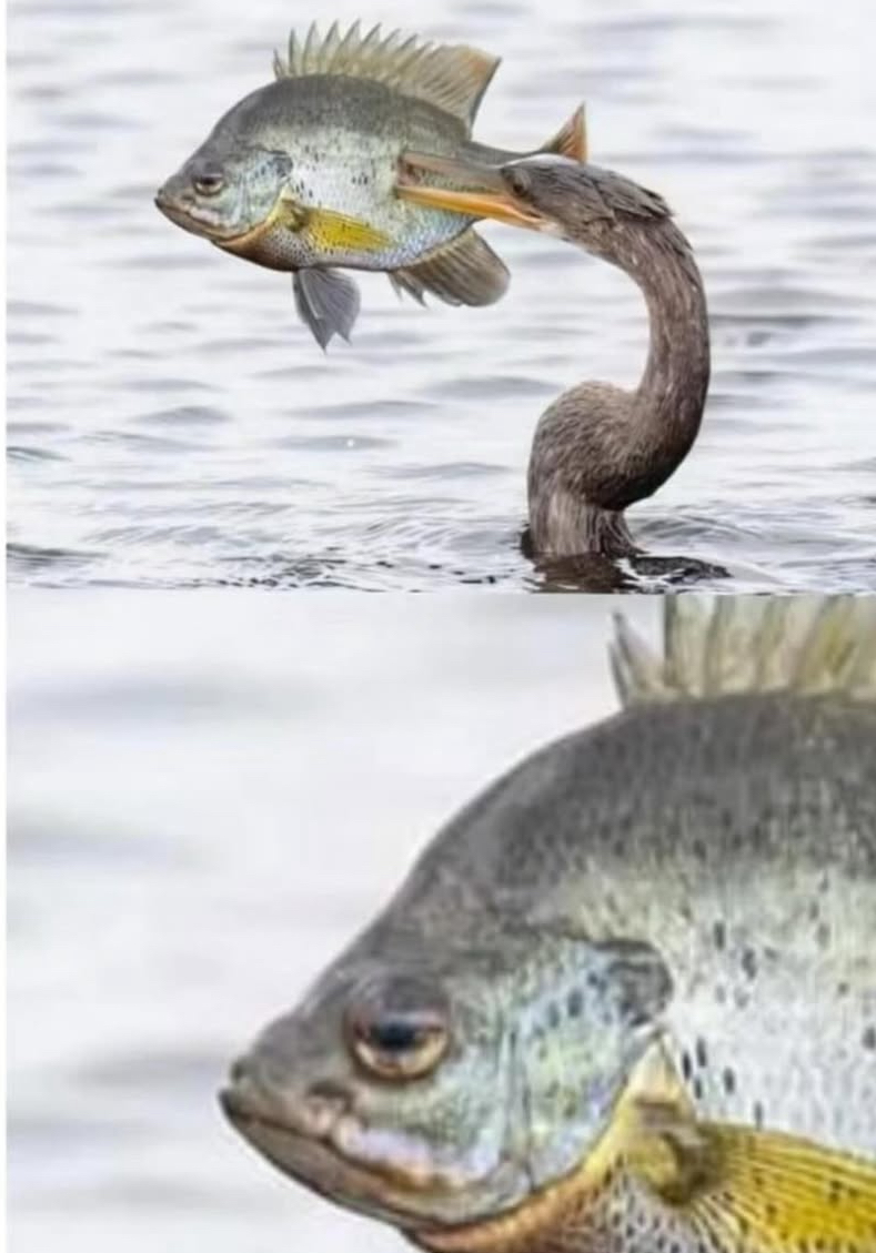 Sad fish Blank Meme Template