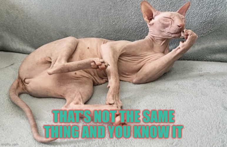 Kitty | THAT'S NOT THE SAME THING AND YOU KNOW IT | image tagged in bald cat,kitty | made w/ Imgflip meme maker