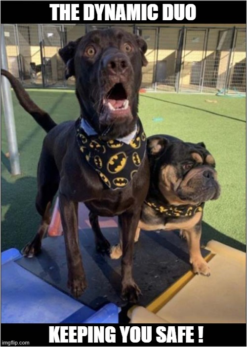 Who Are They ? | THE DYNAMIC DUO; KEEPING YOU SAFE ! | image tagged in dogs,batman | made w/ Imgflip meme maker