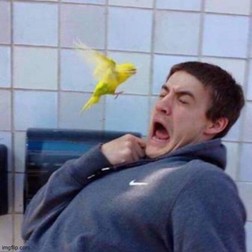 Guy scared of bird yellow parrot instagram size | image tagged in guy scared of bird yellow parrot instagram size | made w/ Imgflip meme maker
