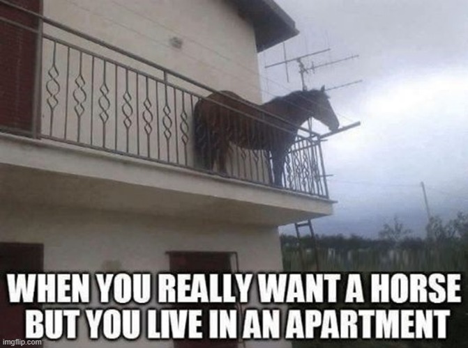 Horse Sense | image tagged in vince vance,horses,apartment,memes,funny animals,balcony | made w/ Imgflip meme maker