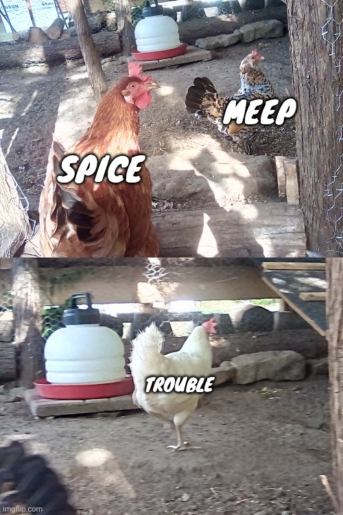 We finally have confirmed names for our chickens now so that's cool. The only one who isn't in the picture is sugar. | MEEP; SPICE; TROUBLE | made w/ Imgflip meme maker