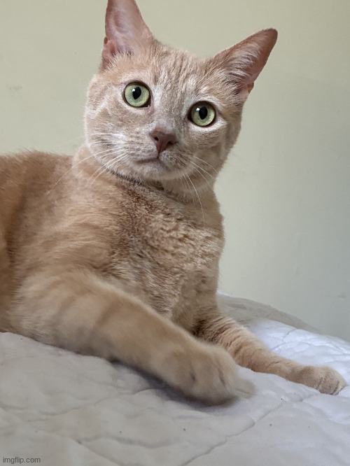 my cat is cuter than your cat >:3 | image tagged in wally my beloved 3 | made w/ Imgflip meme maker