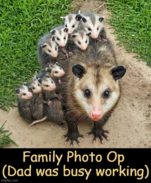 Mother of the Year | Family Photo Op 
(Dad was busy working) | image tagged in possum,family,babies,mother,wholesome,adulting | made w/ Imgflip meme maker