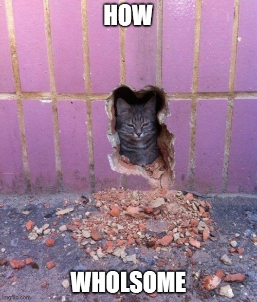 Cat in a wall | HOW WHOLSOME | image tagged in cat in a wall | made w/ Imgflip meme maker