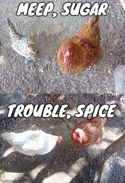 These are all my chickens | MEEP, SUGAR; TROUBLE, SPICE | made w/ Imgflip meme maker