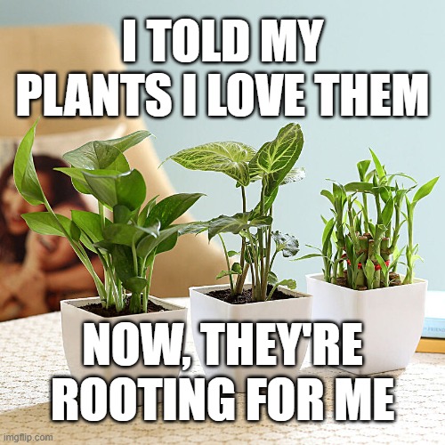 plant love | I TOLD MY PLANTS I LOVE THEM; NOW, THEY'RE ROOTING FOR ME | image tagged in plant love | made w/ Imgflip meme maker