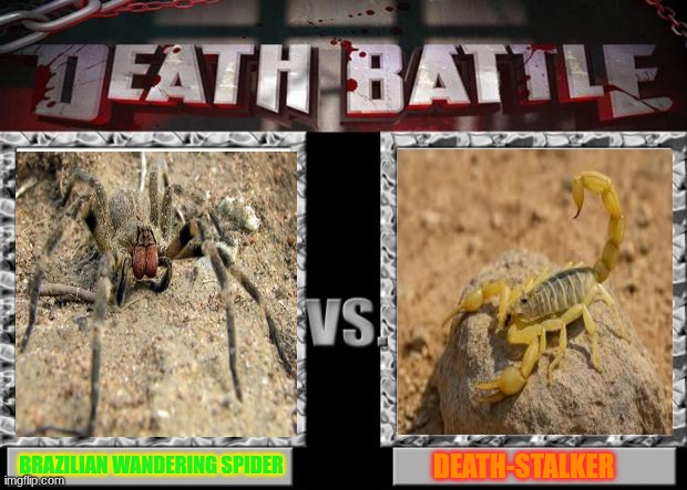 A tribute to Monster Bug Wars(Brazilian Wandering Spider vs. Death-Stalker Scorpion | BRAZILIAN WANDERING SPIDER; DEATH-STALKER | image tagged in death battle,spider,brazil,scorpion,middle east,arthropod | made w/ Imgflip meme maker