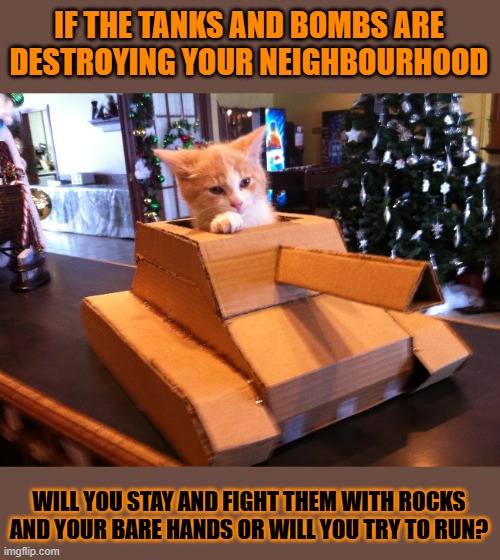 This #lolcat wonders what hoo-mans do when attacked with bombs and tanks | IF THE TANKS AND BOMBS ARE DESTROYING YOUR NEIGHBOURHOOD; WILL YOU STAY AND FIGHT THEM WITH ROCKS AND YOUR BARE HANDS OR WILL YOU TRY TO RUN? | image tagged in war,lolcat,bombs,tanks | made w/ Imgflip meme maker