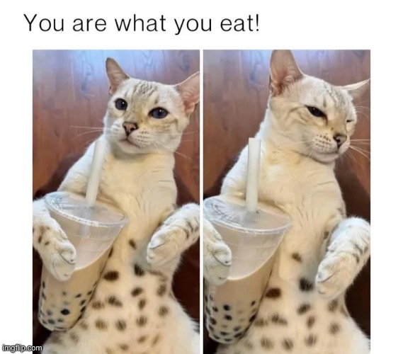 Boba Cat | image tagged in cats,funny cats,you are what you eat,unique,fun | made w/ Imgflip meme maker