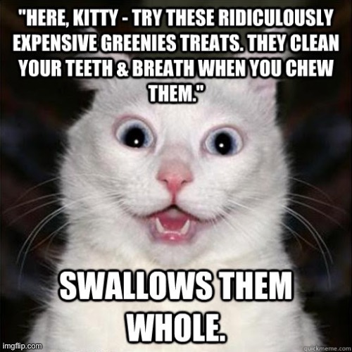Greenies | image tagged in cats,funny cat memes,facial expressions,scumbag,rebellion,treats | made w/ Imgflip meme maker