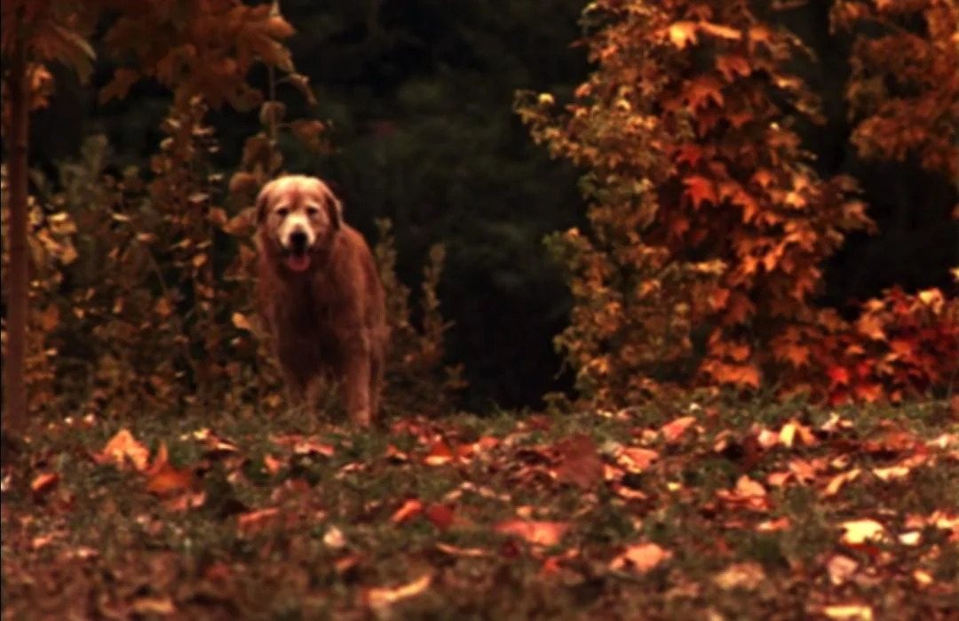 homeward bound shadow comes home Blank Meme Template