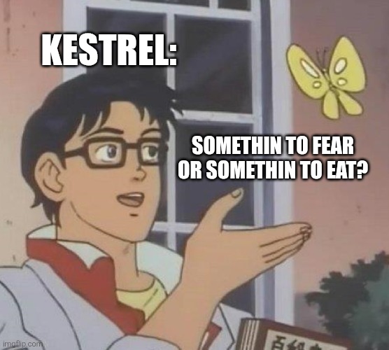 Is This A Pigeon Meme | KESTREL: SOMETHIN TO FEAR OR SOMETHIN TO EAT? | image tagged in memes,is this a pigeon | made w/ Imgflip meme maker
