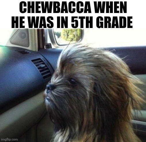Chewbacca When He Was In 5th Grade | CHEWBACCA WHEN HE WAS IN 5TH GRADE | image tagged in chrisjoines1 | made w/ Imgflip meme maker