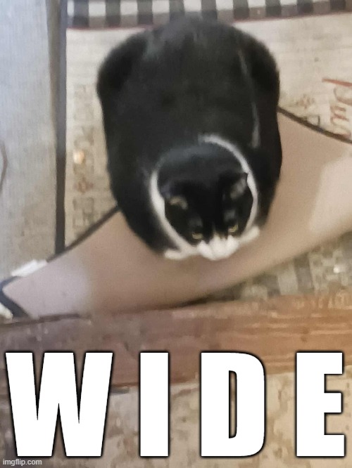 W I D E | W I D E | image tagged in wide,memes,cats,funny | made w/ Imgflip meme maker