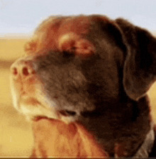 We Cooked Dog Blank Meme Template