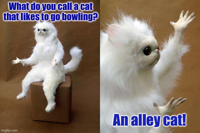 Persian Cat Room Guardian | What do you call a cat that likes to go bowling? An alley cat! | image tagged in memes,persian cat room guardian | made w/ Imgflip meme maker