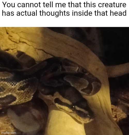 And yet, people are still scared of snakes | You cannot tell me that this creature has actual thoughts inside that head | made w/ Imgflip meme maker