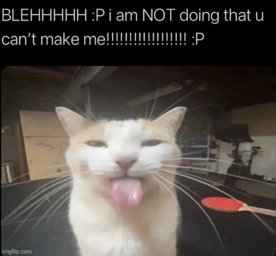 New reaction image | image tagged in blehhh,cat,funi | made w/ Imgflip meme maker