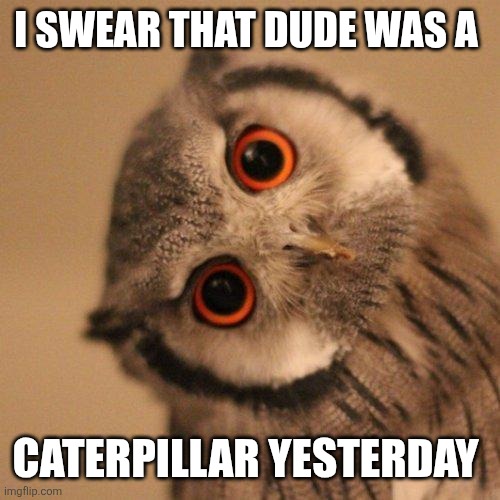 I SWEAR THAT DUDE WAS A CATERPILLAR YESTERDAY | image tagged in inquisitve owl | made w/ Imgflip meme maker