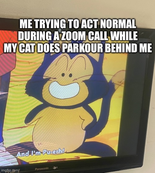 My cat does parkour | ME TRYING TO ACT NORMAL DURING A ZOOM CALL WHILE MY CAT DOES PARKOUR BEHIND ME | image tagged in i am puar,puar,dragon ball,cute cat,yamcha,anime | made w/ Imgflip meme maker
