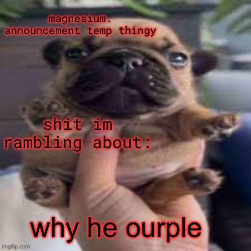 pug temp | why he ourple | image tagged in pug temp | made w/ Imgflip meme maker