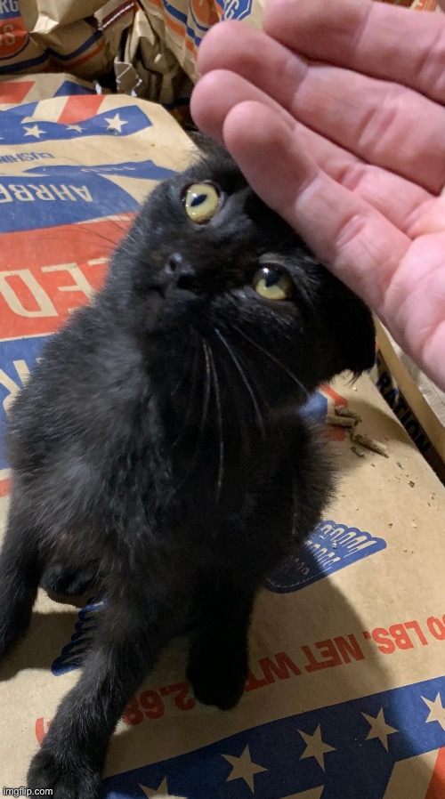 The goof | made w/ Imgflip meme maker