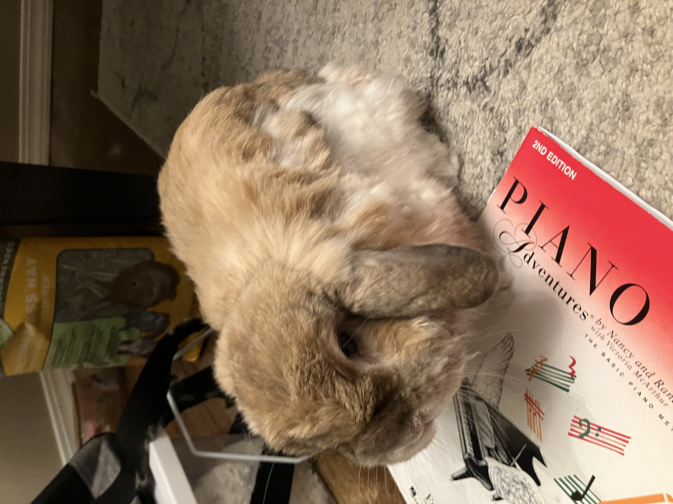 Teddy the bunny Blank Meme Template
