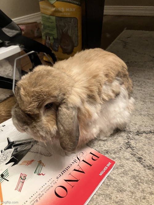 Teddy the bunny | image tagged in teddy the bunny | made w/ Imgflip meme maker