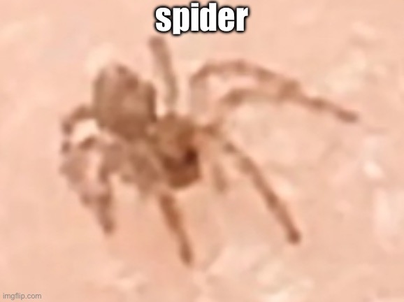 Low quality smallest spider | spider | image tagged in low quality smallest spider | made w/ Imgflip meme maker