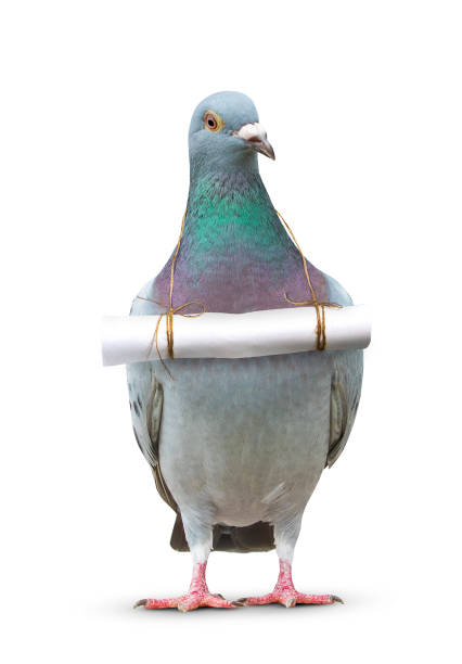 carrier pigeon Blank Meme Template