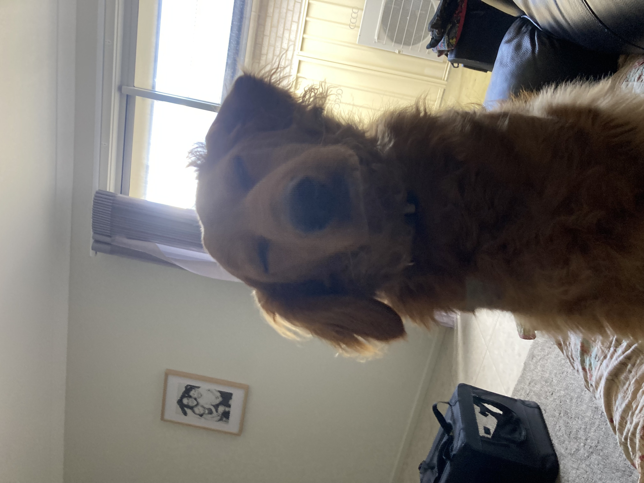 That dawg Blank Meme Template