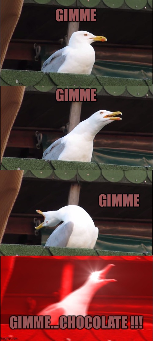 Birdymetal | GIMME; GIMME; GIMME; GIMME...CHOCOLATE !!! | image tagged in memes,inhaling seagull | made w/ Imgflip meme maker