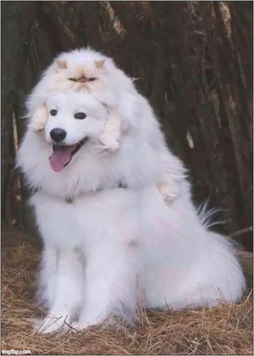 Do You Like My 'Cat' Hat ? | image tagged in dogs,cat,hat | made w/ Imgflip meme maker