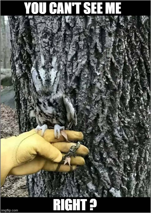 A Barely Visable Owl ! | YOU CAN'T SEE ME; RIGHT ? | image tagged in owls,camouflage | made w/ Imgflip meme maker