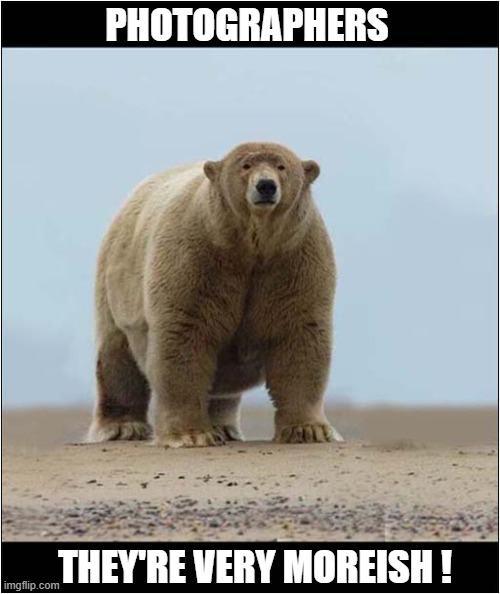Why Alaska's Heaviest Polar Bear Is Called 'Fat Albert' | PHOTOGRAPHERS; THEY'RE VERY MOREISH ! | image tagged in polar bear,eating,photographer,dark humour | made w/ Imgflip meme maker