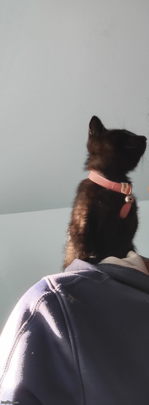 Cat jumpscare 8 | made w/ Imgflip meme maker